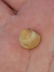 Laevicardium mortoni