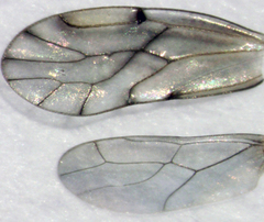 Ectopsocus axillaris