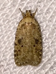 Agonopterix thelmae
