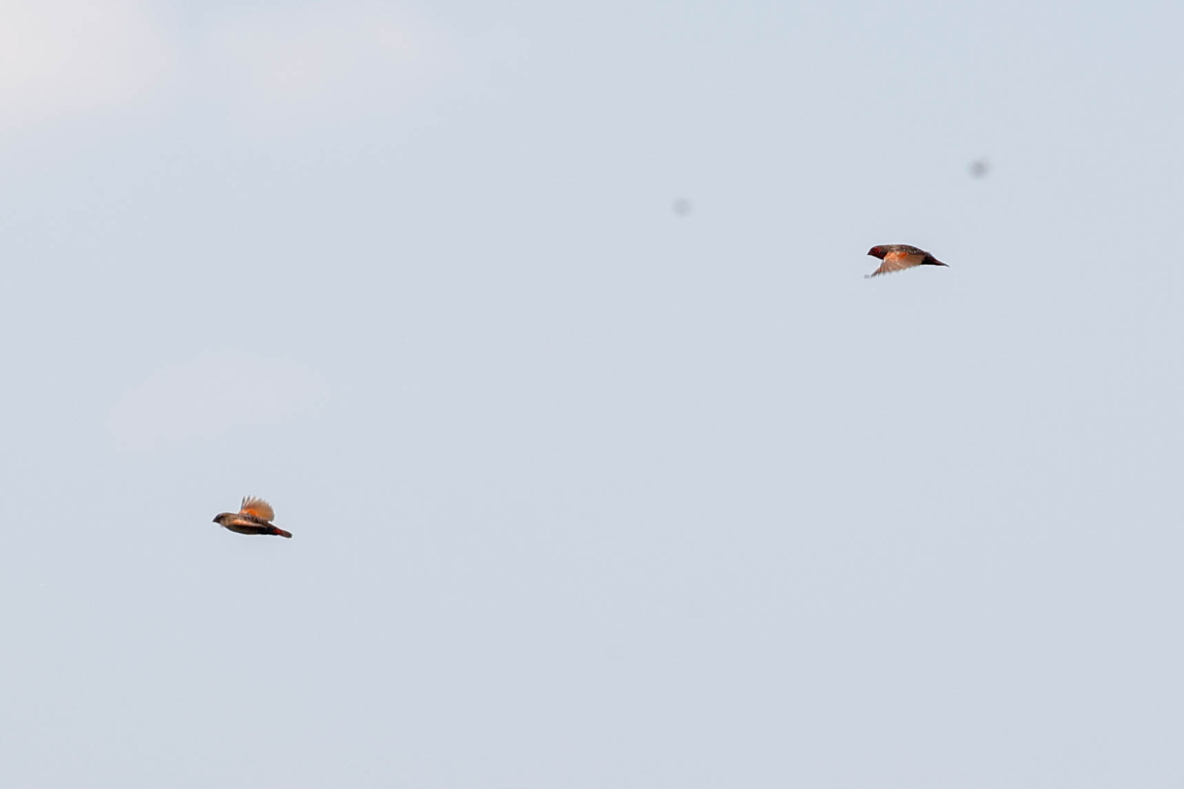 Locust Finch (Paludipasser locustella), photo 5