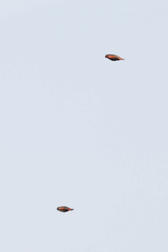 Locust Finch (Paludipasser locustella), photo 4
