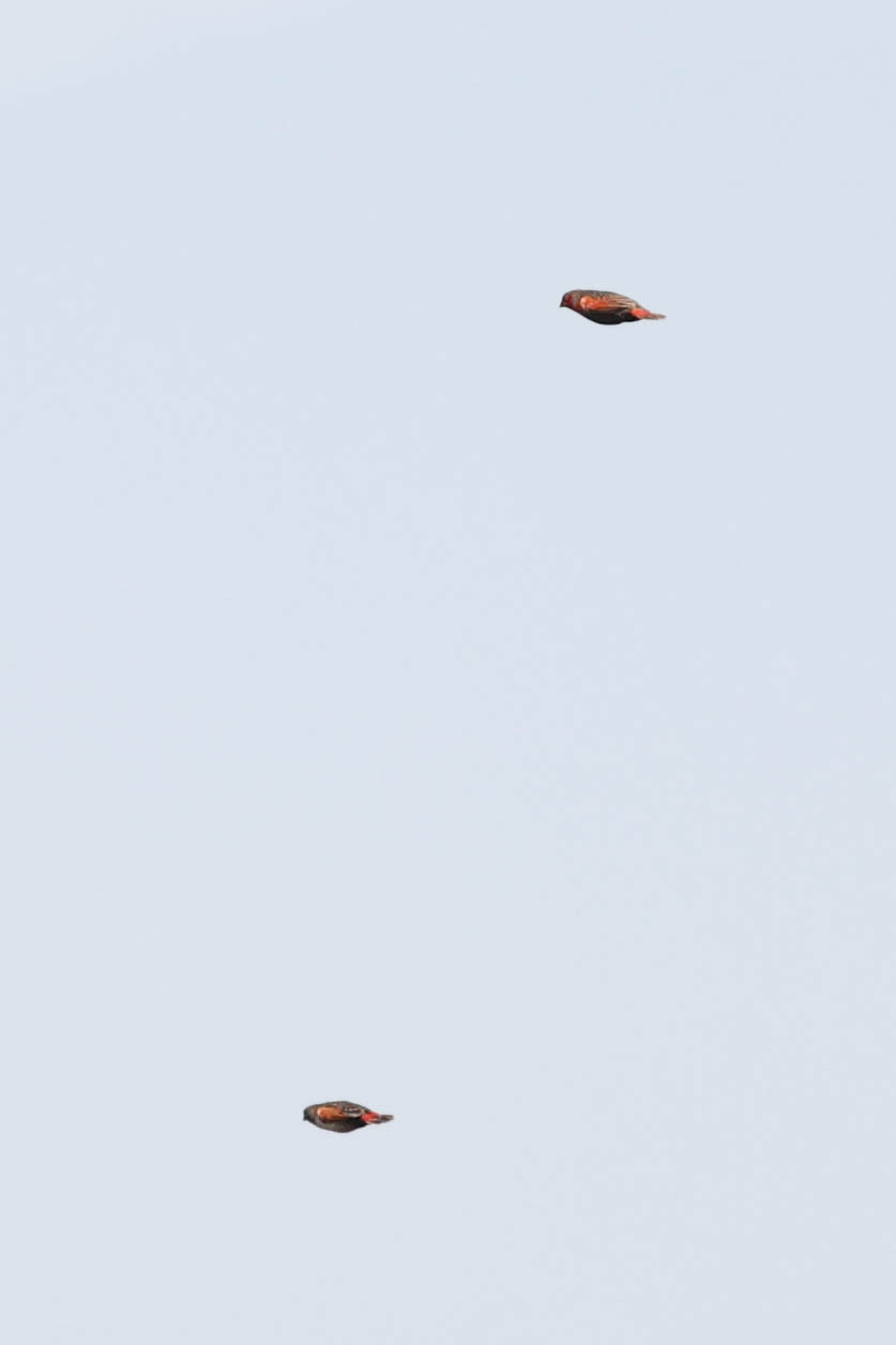 Locust Finch (Paludipasser locustella), photo 4