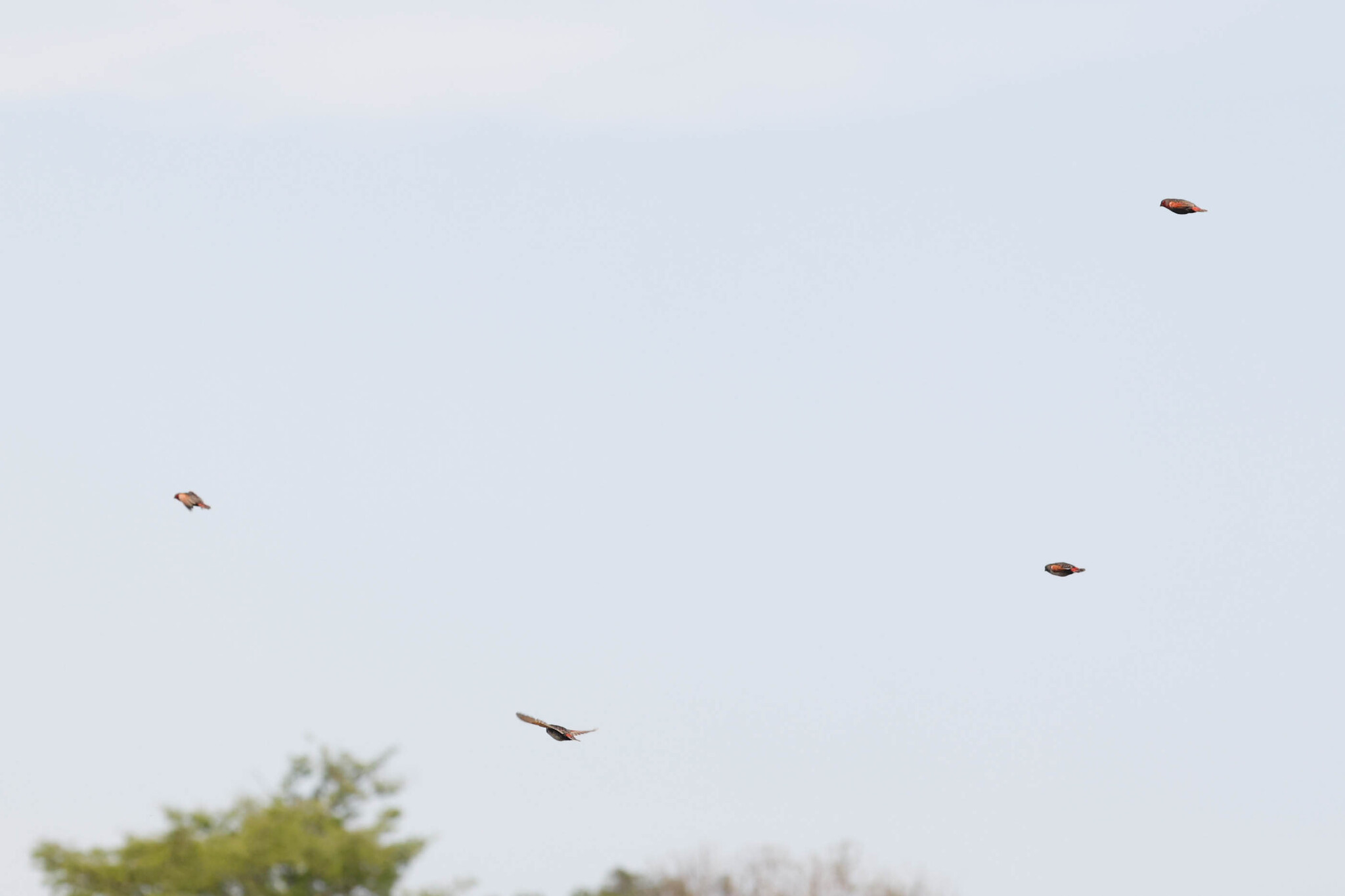 Locust Finch (Paludipasser locustella), photo 6