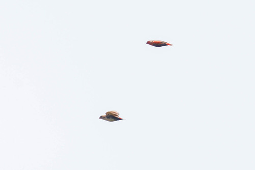 Locust Finch (Paludipasser locustella), photo 3