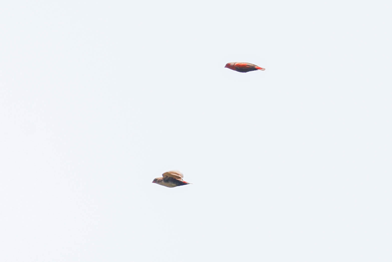 Locust Finch (Paludipasser locustella), photo 3