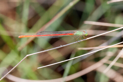 Green-fronted Citril