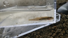 Actinopterygii