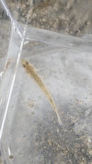 Actinopterygii