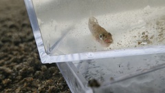 Actinopterygii