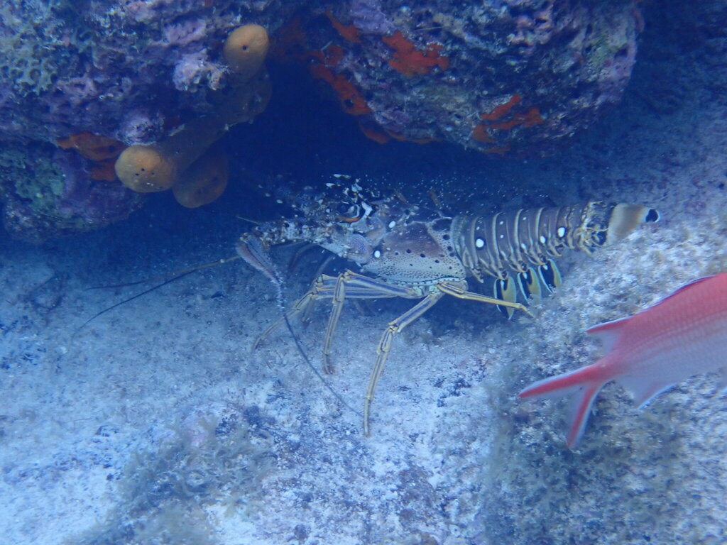 Caribbean Spiny Lobster