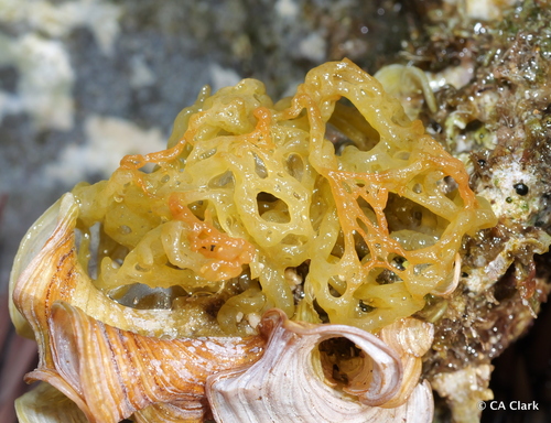 Hydroclathrus clathratus observed 2025-05-28
