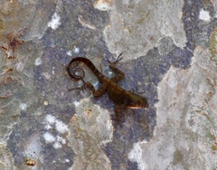 Anolis allogus
