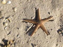 Astropecten armatus