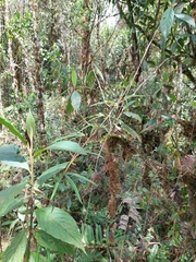 Passiflora jardinensis