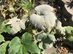 Podosphaera fuliginea