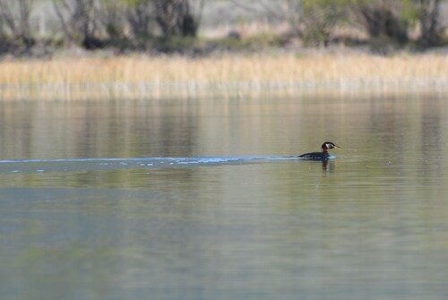 iNaturalist observation 2025-05-25