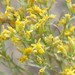 Broom Snakeweed - Photo (c) Judith Ellen Lopez, some rights reserved (CC BY-NC), uploaded by Judith Ellen Lopez