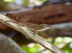Anolis allogus