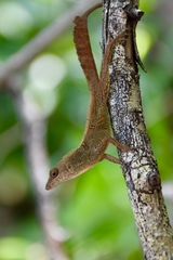 Anolis allogus
