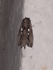 Spatalia argentifera