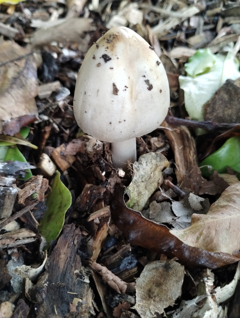 Volvopluteus gloiocephalus · May 2025 · photo: © notdoriangray (iNaturalist, cc-by)