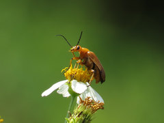 Nemognatha punctulata