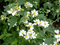 Montanoa leucantha