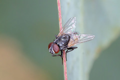 Musca vetustissima