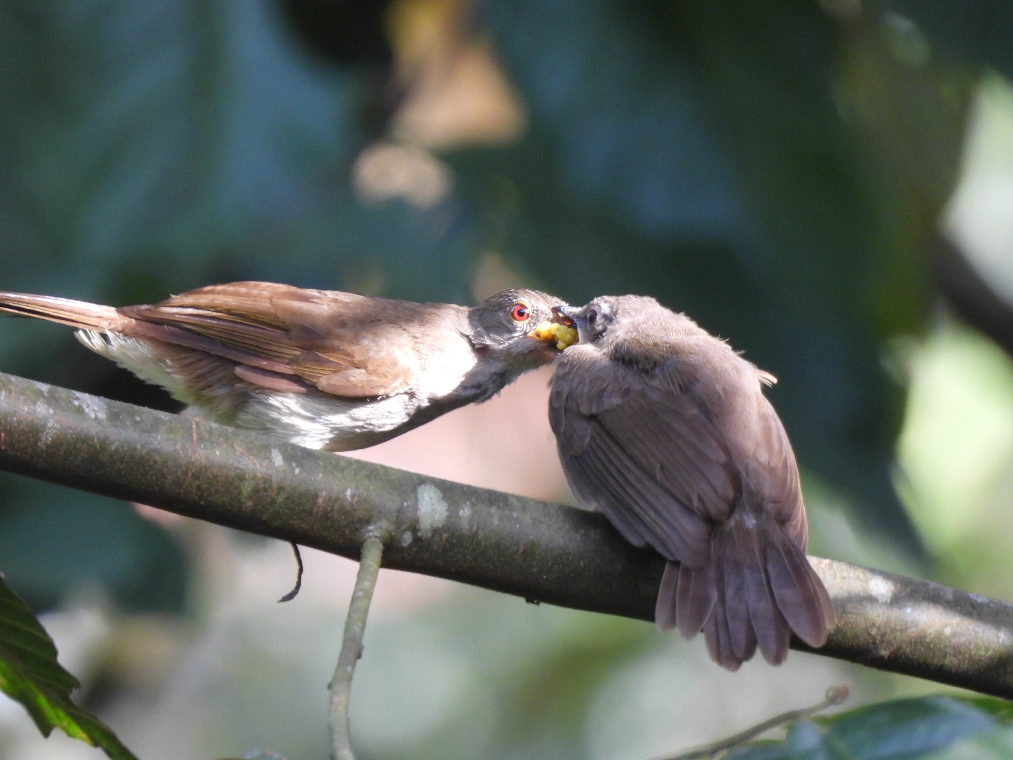 Spectacled Bulbul (Rubigula erythropthalmos), photo 7