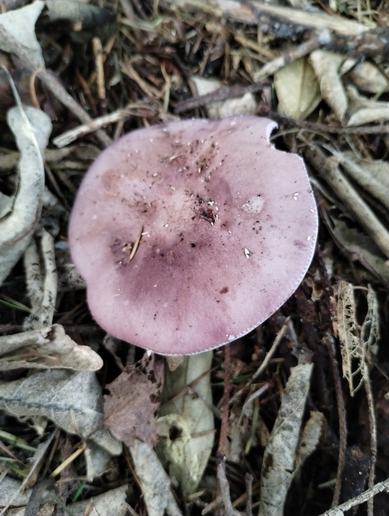 Collybia nuda · May 2025 · photo: © notdoriangray (iNaturalist, cc-by)