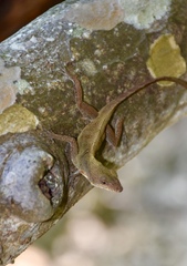 Anolis allogus