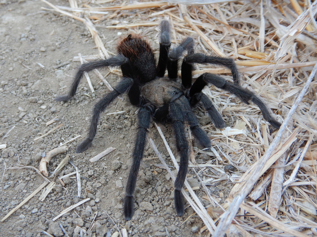 California Ebony Tarantula from Chino Hills State Park, Chino Hills ...