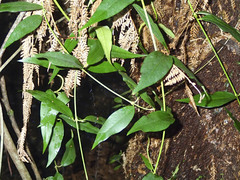 Parsonsia brownii
