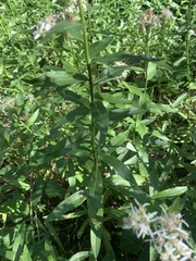 Sericocarpus oregonensis