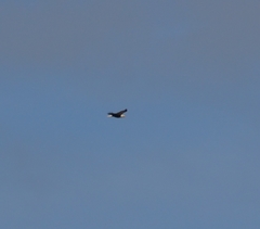 Haliaeetus leucocephalus leucocephalus