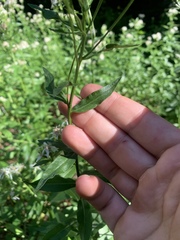 Sericocarpus oregonensis