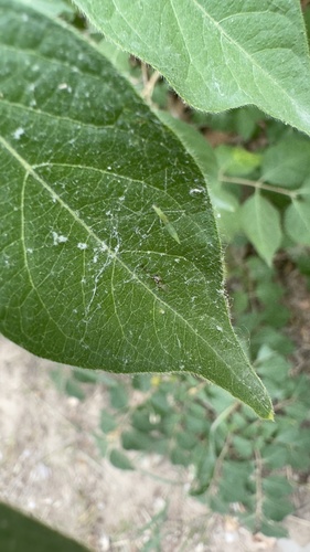 Yemma exilis