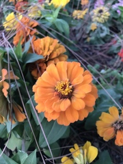 Asteroideae