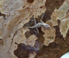 Anolis argenteolus