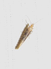 Plutellidae