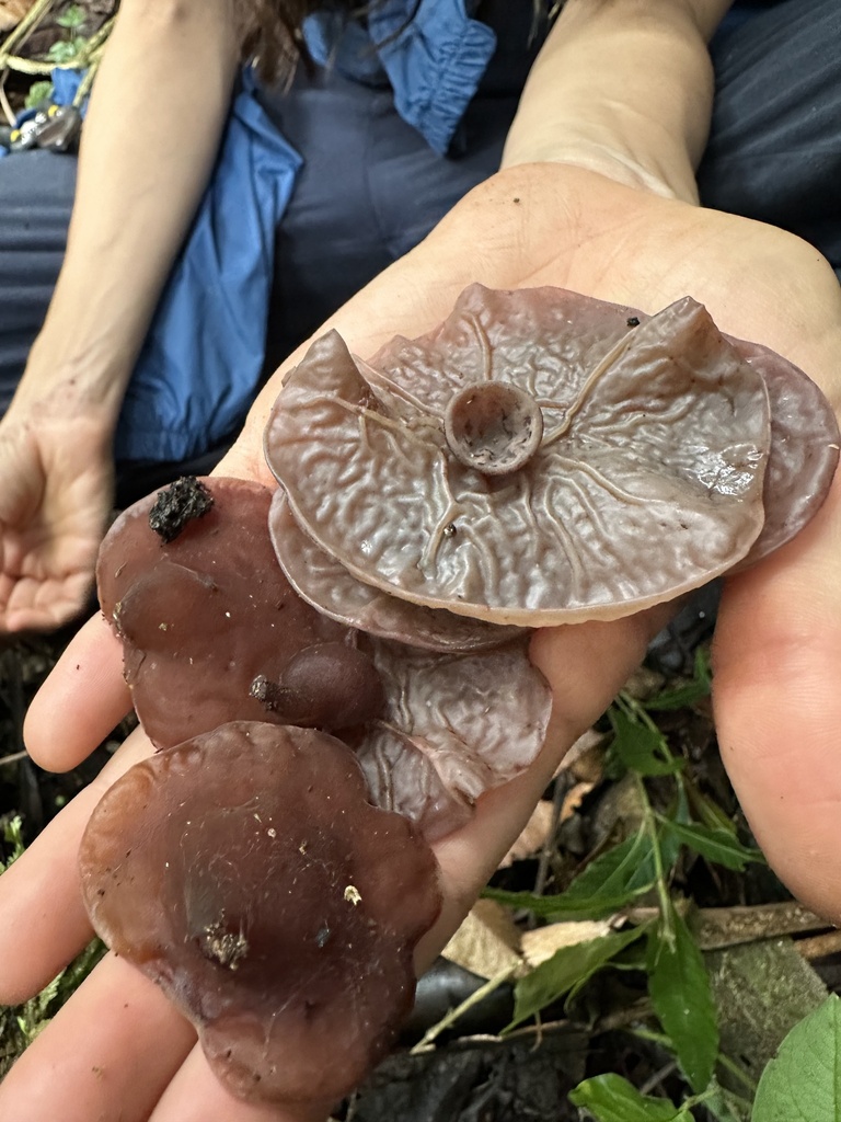 Auricularia fuscosuccinea · May 2025 · photo: © nbareschu (iNaturalist, cc-by)