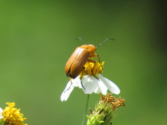 Nemognatha punctulata