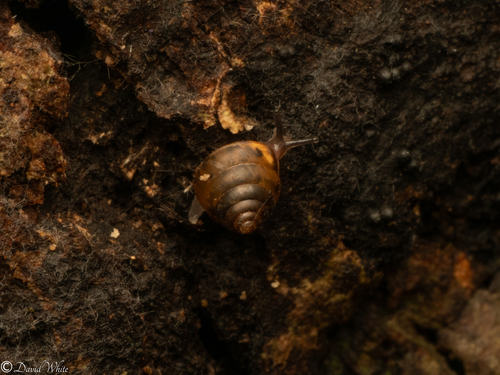 Kaliella microconus observed 2025-05-30