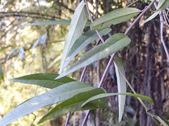 Parsonsia brownii