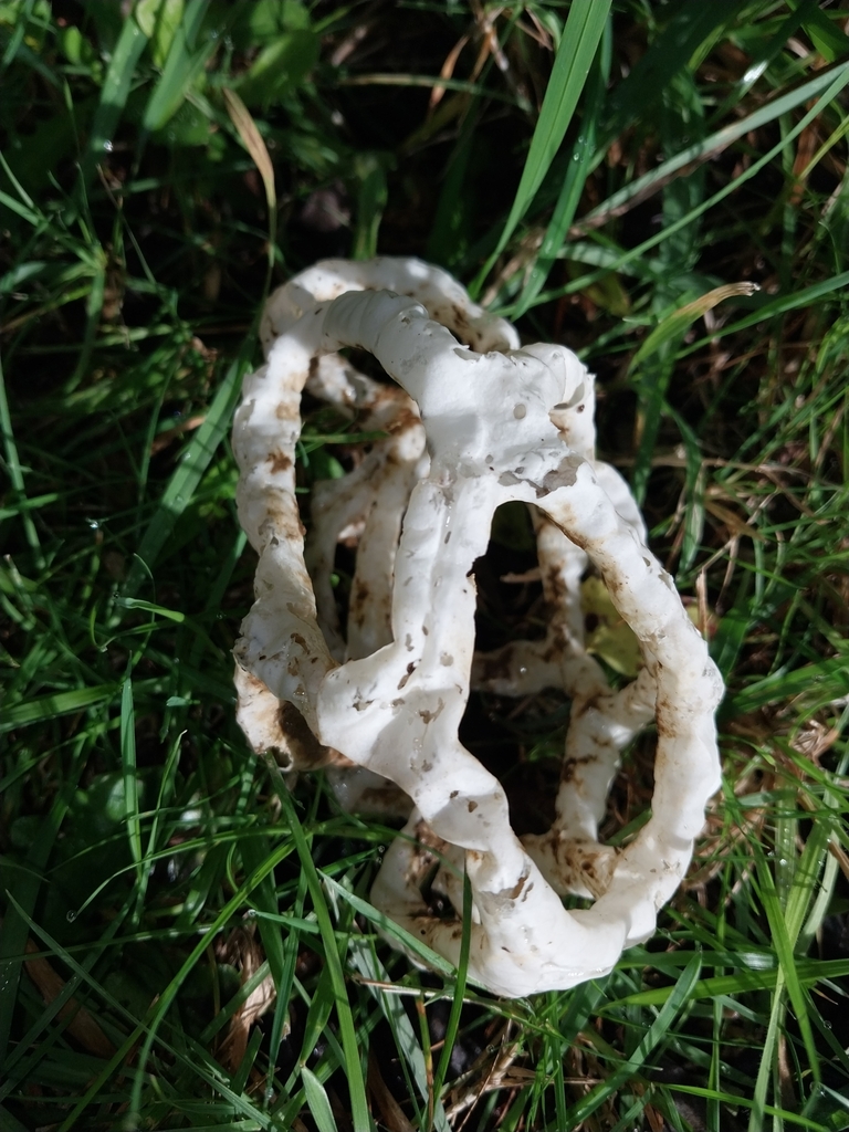 Ileodictyon cibarium · May 2025 · photo: © kiwialli (iNaturalist, cc-by)