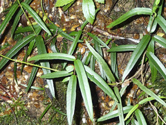 Parsonsia brownii