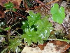 Rhodobryum