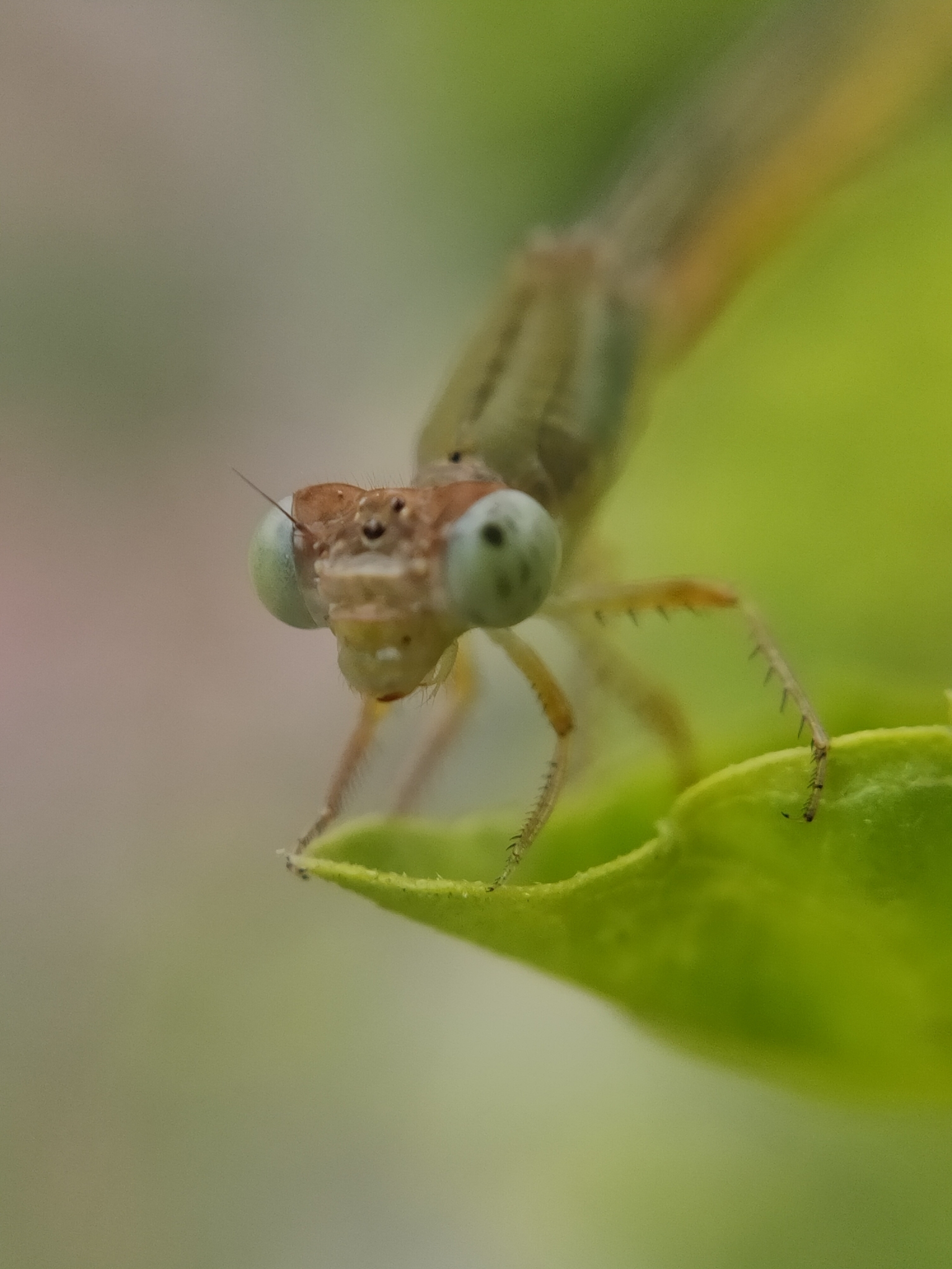 Coromandel Marsh Dart
