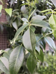 Magnoliopsida