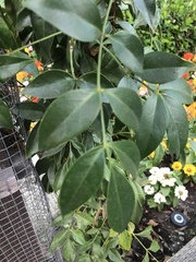 Magnoliopsida